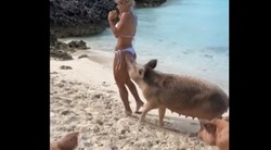 Bất ngờ bị lợn cắn khi đang mặc bikini chụp hình