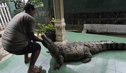 Đến thăm cá sấu khổng lồ sống bạn thân với gia chủ hơn 21 năm