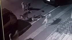 6 con chó đánh hội đồng mèo, tưởng dễ mà khó không tưởng