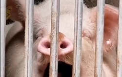 Có những ngày buồn không muốn làm gì
