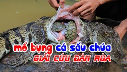 SỐC: Mổ bụng cá sấu phát hiện đàn rùa con và cái kết