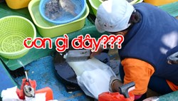 Tận mắt chứng kiến cảnh mổ cá tại khu chợ Hàn Quốc