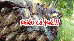 Cao thủ giật được Ổ CÁ RÔ KHỦNG nấp mình trong thân cây