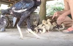Huấn luyện đàn vịt, tưởng dễ mà khó không tưởng