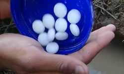 Dùng kẹo bắt cá, tin được không?