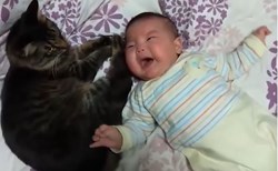 Hài hước khi thú cưng trong nhà làm bảo mẫu
