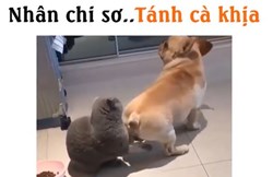 Nhân chi sơ, tính cà khịa-Clip hài thú cưng 