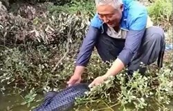 Cá vào bờ ăn xin ông cụ, câu chuyện cảm động giữa con người và động vật
