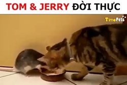 Phiên bản Tom và Jerry đời thực: Gay cấn hơn cả phim 