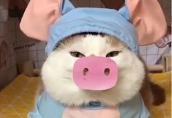 Đây là lý do lũ Pets càng ngày càng được ưa chuộng trong nhà