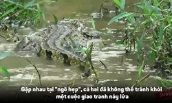 Cá sấu có màn đụng độ kịch liệt mãng xà và chiến quả khó tin