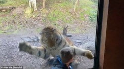 Cậu bé bất ngờ bị vồ trong sở thú, trải nghiệm nhớ đời