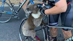 Ấm áp khoảnh khắc koala xin con người cho uống nước
