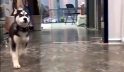 Cười thả phanh với những clip siêu hài hước trong ngày đầu năm mới
