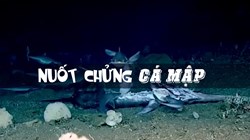 Cá mập bất ngờ bị nuốt chửng sau khi vừa ăn thịt cá kiếm