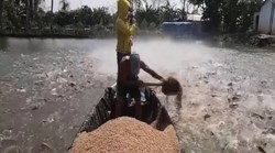 Thích thú hàng trăm ngàn con cá háu ăn chốn đồng quê