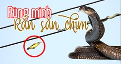 Rùng mình với con rắn xảo quyệt đu mình trên dây điện săn chim