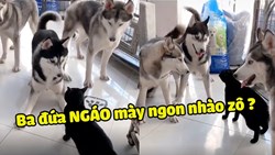 Siêu hài - Một mình QUÀNG THƯỢNG chấp cả 3 thằng Husky Ngáo nhé
