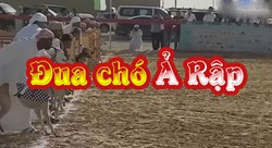 Lễ hội đua chó tại Ả Rập