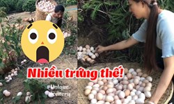 Cô gái mệt mỏi vì phải nhặt trứng quá nhiều