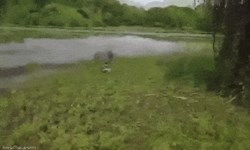 Clip: Đang câu cá, hai người đàn ông bỗng “bỏ chạy trối chết” vì thấy điều kinh hãi