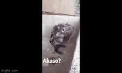 Video: Choáng trước cảnh chuột kì cọ khắp người trong bồn tắm