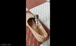 Video: "Bé na" nhỏ xinh "núp" trong chiếc giày, nhe răng nanh ngay khi người quay phim tiến đến gần