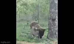 Video: Bị linh cẩu quấy rối, "cướp" bữa ăn, báo hoa mai có hành động bất ngờ khiến đối thủ "không kịp trở tay"