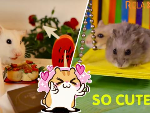 A Tiny Hamster In A Tiny Mansion