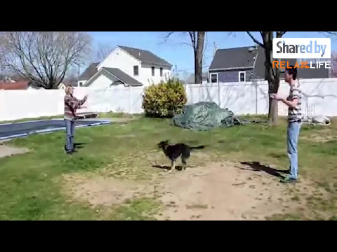 Clever Dogs Show Off Incredible Jump Rope Skills