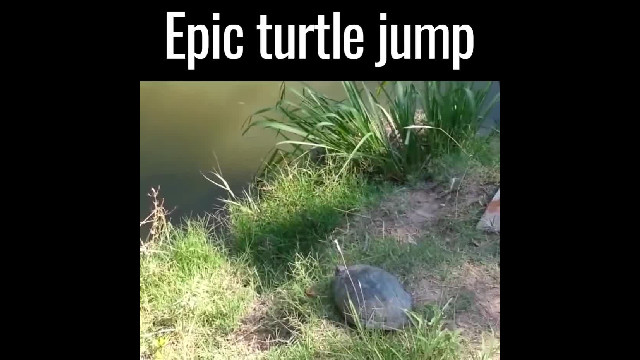 Epic turtle jump