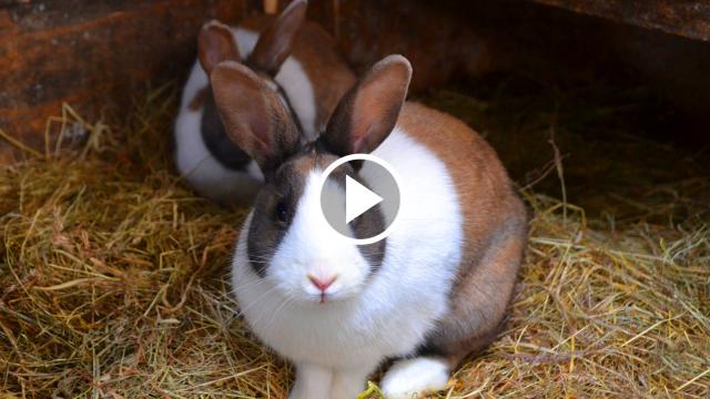 Sweet moments of mom and her babies.