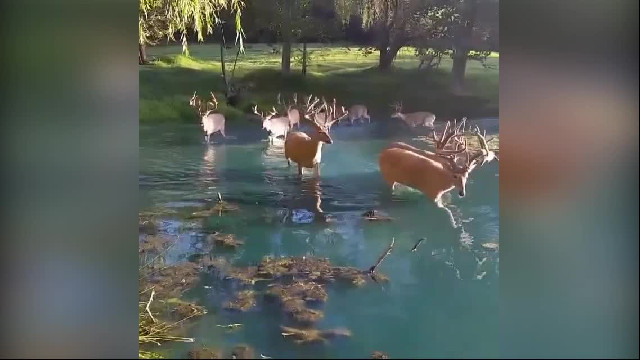 Whitetail deer crossing the pond