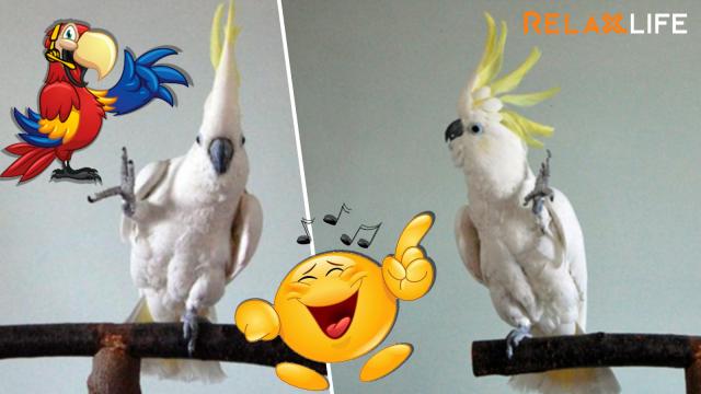 Bird's gesture is always make you feel comfortable like listen to the music