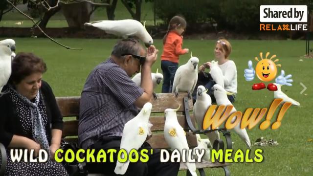 Lovely moments with cockatoo!
