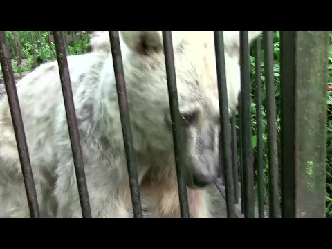 Lonely Bear Sat Alone in a Rusty Cage for 30 Years but Watch Her Reaction When They Set Her Free!