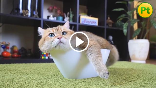 CATS RELAXING