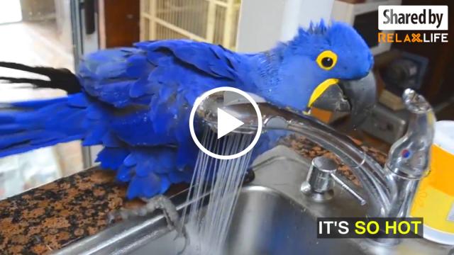 Do you think birds can take a shower?