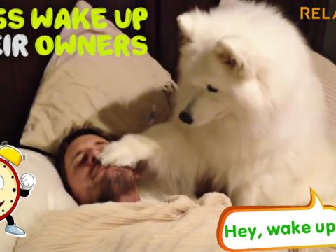 Dog-Wake Up Their Powers