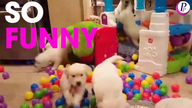 CUTE DOGS