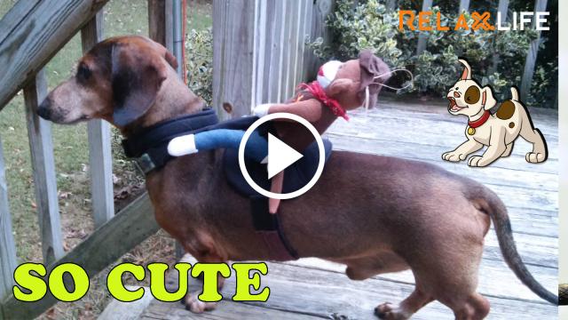 A game for little dogs