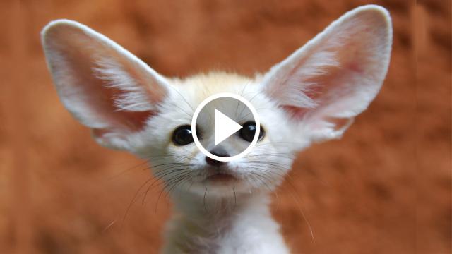 Cute Baby Animals
