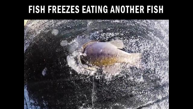 Fish frozen