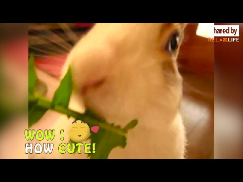 How Greedy You Are, Little Bunny!