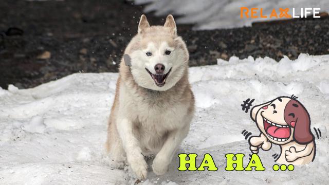 A dog goes skiing by himself
