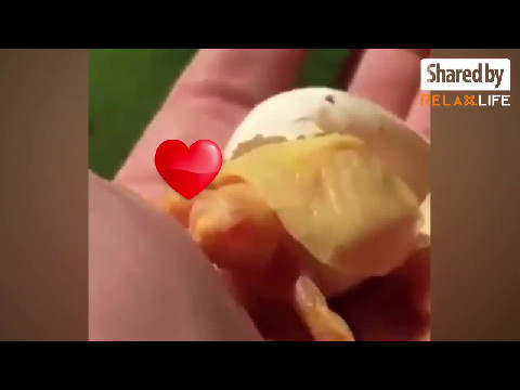 Watch Baby Turtle Hatching In Your Palm. Adorable!