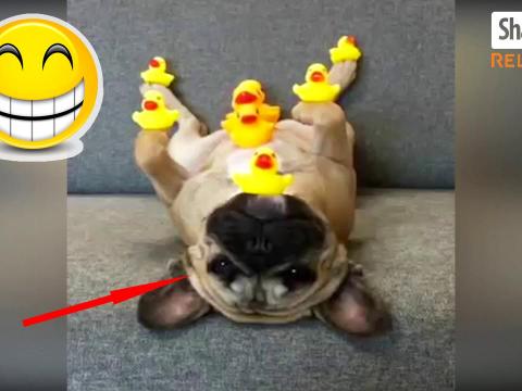 Amazing Animals With Secret Abilities That You Can't Imagine