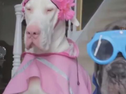Funny Animals Compilation