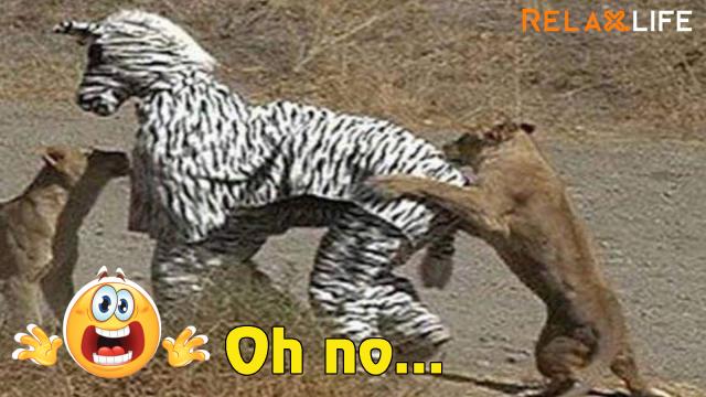 Don't joke with the king of the forest