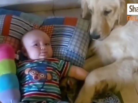 Baby And "Nanny Dog"